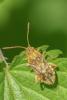 Stictopleurus abutilon